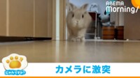 【映像】止まりきれずカメラに激突するうさぎ