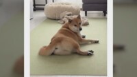 足をピーンと伸ばしてから寝る柴犬