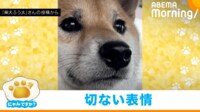 【映像】行き先を知り全てを悟った柴犬
