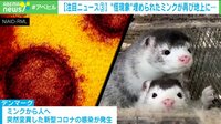 “怪現象”埋められたミンクの死体が地上に