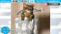 【映像】サンマのオモチャを枕に眠る猫