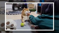 柴犬が猫の鳴きまね 飼い主絶賛