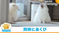 【映像】“シンクロあくび”を披露する犬と猫(普段の姿も)