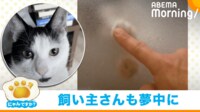 【映像】風呂場の扉越しに遊ぶ猫