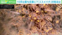 【映像】ハチに刺された経験100回以上 専門家が明かす“身を守る方法”