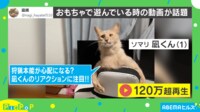 【映像】口を開けて“アワアワ”する猫