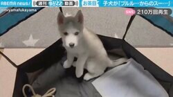 ブルブルブル… 目が回ったのかコケてしまったドジな子犬の仕草に「なんや！あざとかわいいやん」と悶絶の声