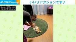 娘の放つ“必殺技”に完璧なリアクションを返す犬 時間差でダメージを受ける姿に「しょうがないな～って感じ」と反響