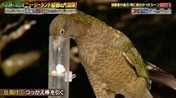 世界で最も「賢い鳥」の知性をナスDが調べてみた「私より頭良い…」視聴者衝撃の実験結果