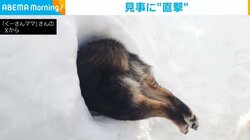 見事に“直撃”！ 柴犬のかまくらに“頭から突き刺さる”珍行動が話題