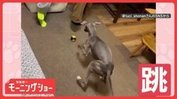 飼い主さんとジャンプ！　止まるタイミングまで完璧だワン　一緒に跳ぶのはなぜ？
