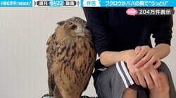 「乙女の顔してる」旦那さんに身を寄せ、甘えるフクロウの動画がSNSで話題沸騰！「うっとりしてる！」「言葉なくても、あなたが大事って伝わるんですね」