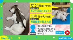 抱きしめた状態でイヌの耳を舐めるネコにネット民悶絶！ 飼い主「本当に仲良しです」