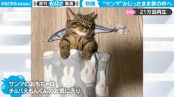 魚のオモチャを枕に熟睡する猫の寝顔にほっこり 「好きすぎるやろ」驚きの声も
