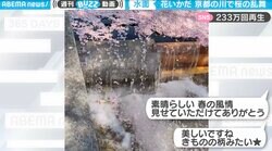流れる春の絶景…京都の川で桜の乱舞 「花いかだ」や「ピンクの絨毯」が美しすぎる春の風情