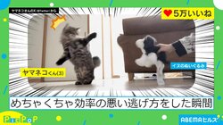 効率悪い？ 猫の“二足歩行逃亡”が「ビックリしてるのかわいすぎる」「トムジェリか！！」と話題