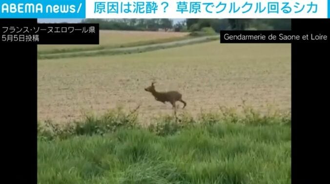 シカ