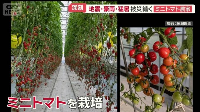 ハウスでミニトマトを栽培