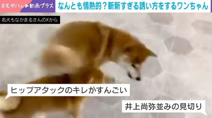 もなかまるちゃん