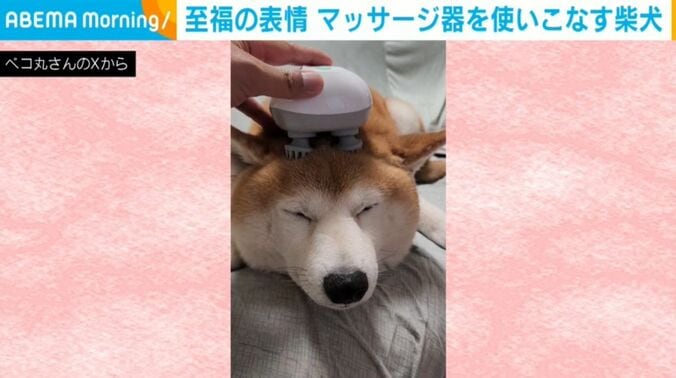 柴犬の茶々丸くん