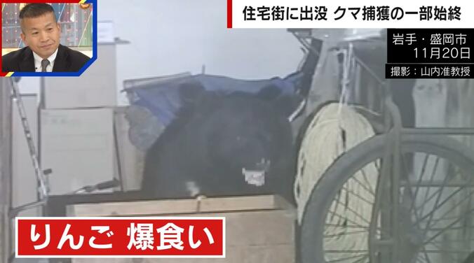 りんごを爆食いするクマ