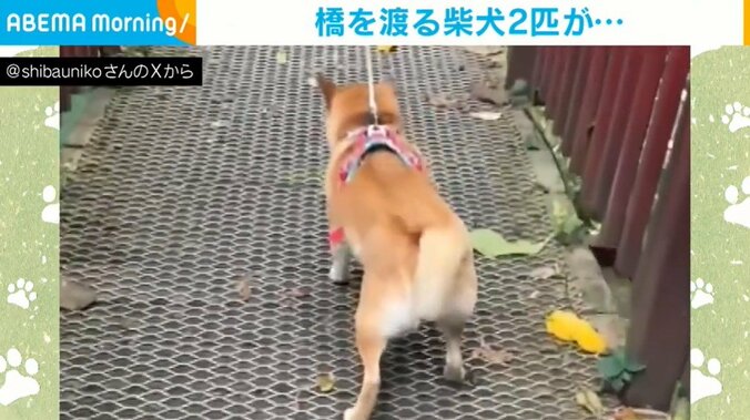 柴犬のうにちゃん（4歳）