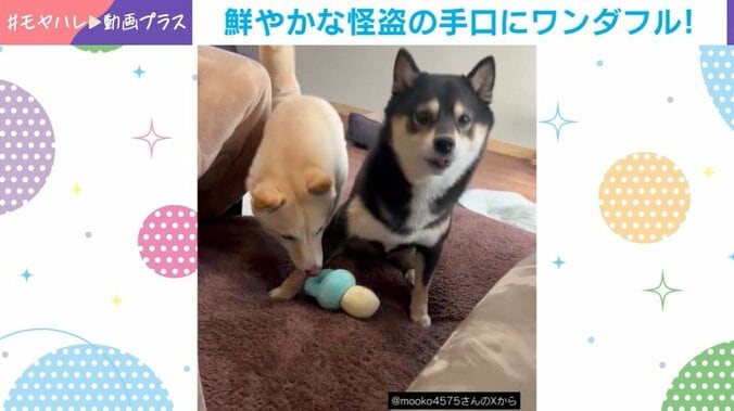 豆柴