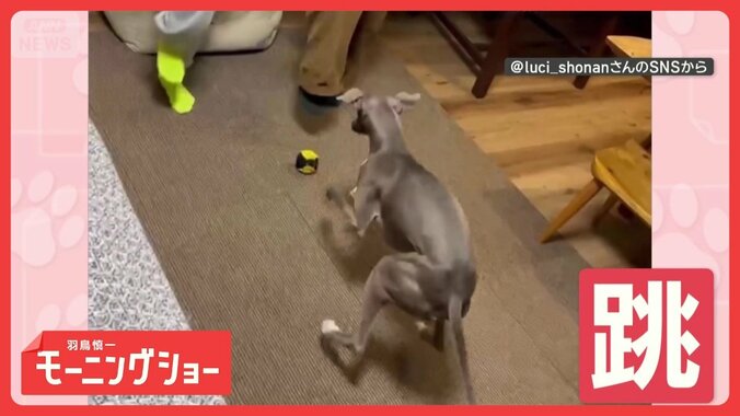飼い主さんとジャンプ！　止まるタイミングまで完璧だワン　一緒に跳ぶのはなぜ？ 1枚目