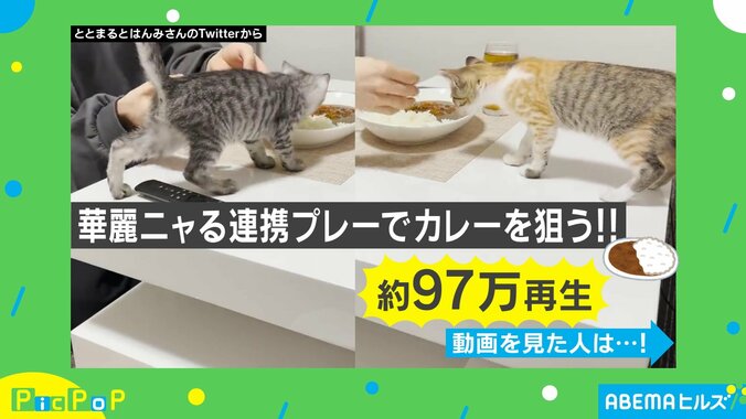 美味しそうだニャ！カレーを狙う2匹の猫と飼い主の攻防を映した動画が話題 「う、羨ましい…」 1枚目