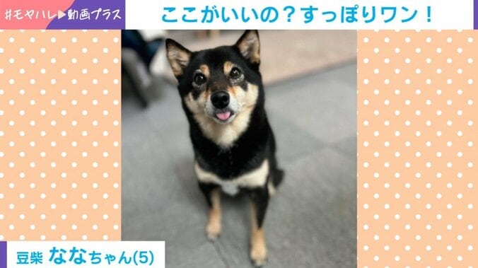 豆柴が見せた“不思議な行動”