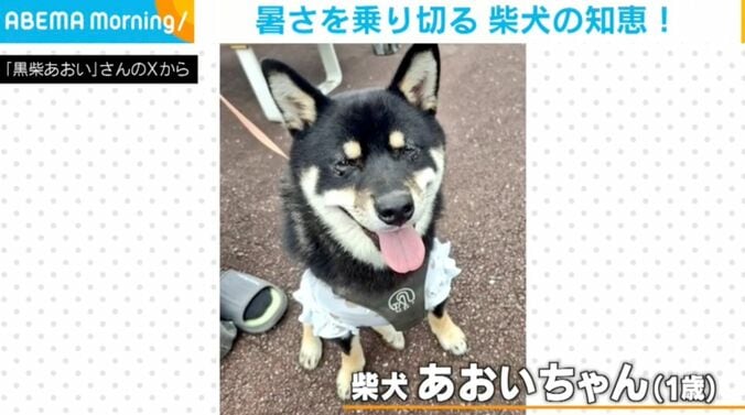 柴犬のあおいちゃん