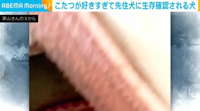 シベリアンハスキーのアシリちゃん