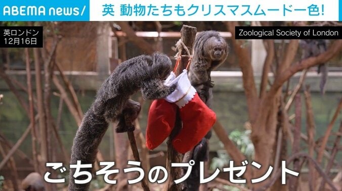 ロンドン動物園