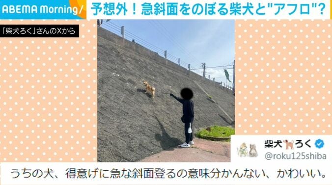 柴犬の禄くん