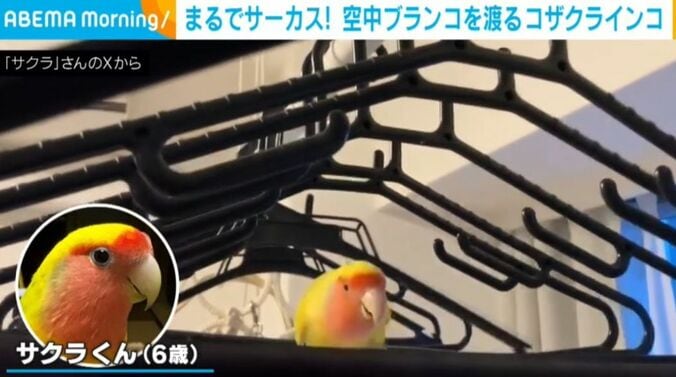 サクラくん