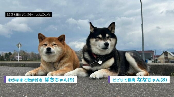 ぽちちゃんとななちゃん