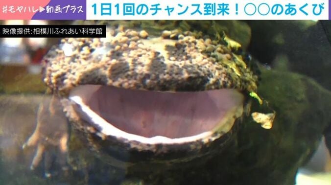 オオサンショウウオ