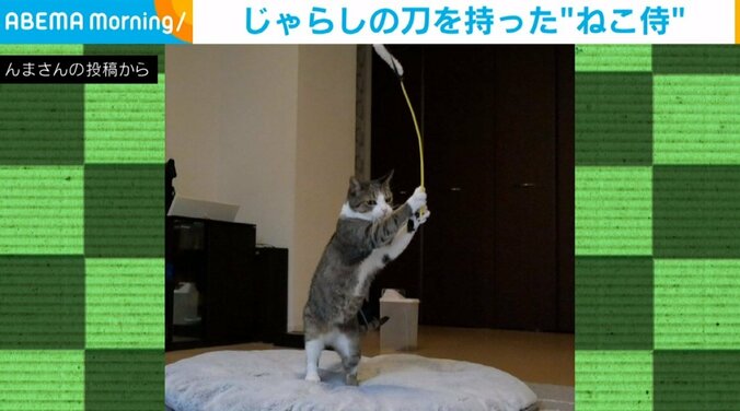 伝説の猫侍見参！！立ち上がって猫じゃらしを構える“凛々しい姿”に「カッコいい」「達人」と絶賛の声 1枚目