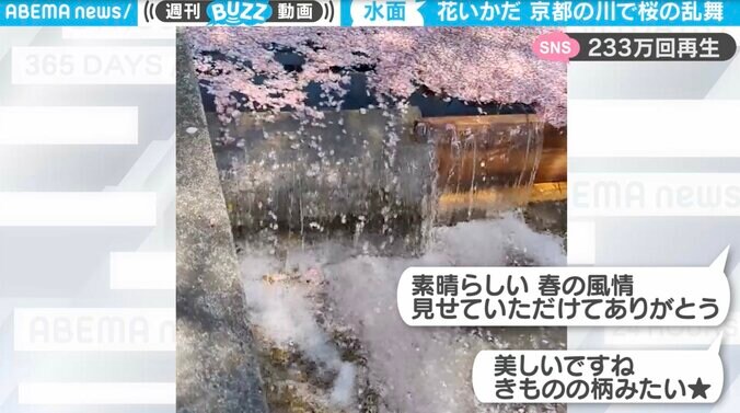 流れる春の絶景…京都の川で桜の乱舞 「花いかだ」や「ピンクの絨毯」が美しすぎる春の風情 1枚目