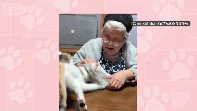 きょうも突っ込むニャン