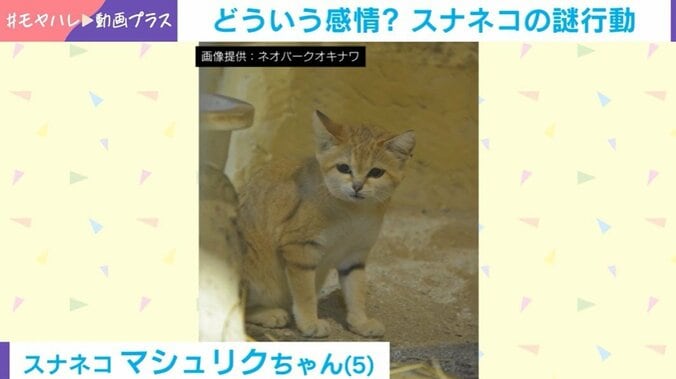スナネコ