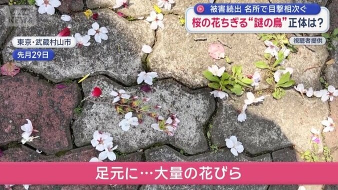 早く花が散る原因にも