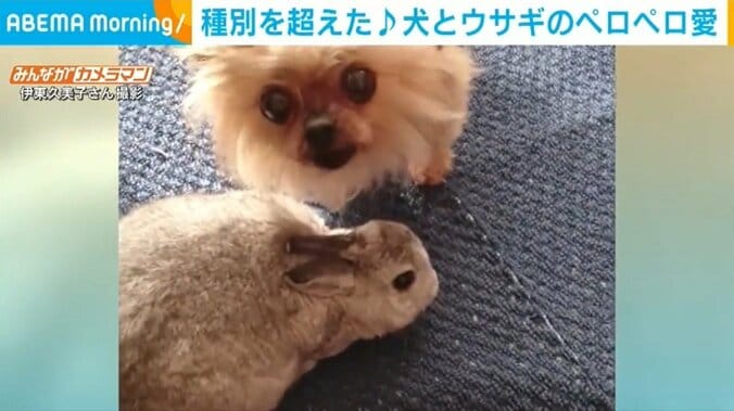 “世話好き”の犬がペロペロ 種別を超えた“愛情表現”が「可愛い」「和んだ」 1枚目