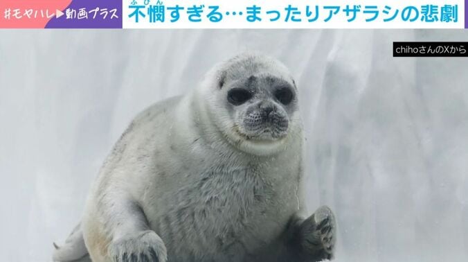 アザラシ