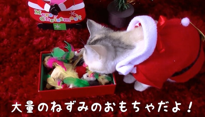 捨て猫だった「ネコ吉」　飼い主さんの愛情で見違えるほど綺麗になる 5枚目