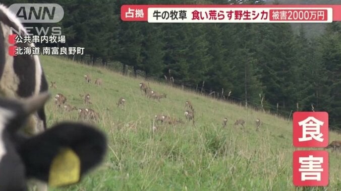 牛の牧草がシカに食べられる「食害」