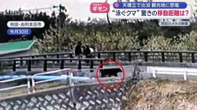 背後からクマ