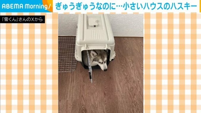 シベリアン・ハスキーの霰ちゃん（生後9カ月）