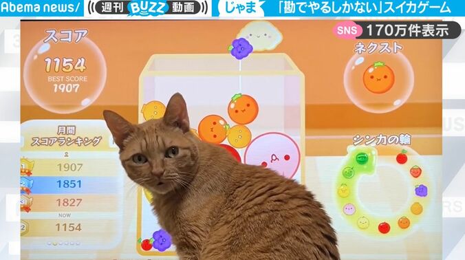 あの、ゲーム中なんですが…モニター前に堂々と居座って邪魔する猫がかわいすぎて話題に「難易度高いww」 1枚目