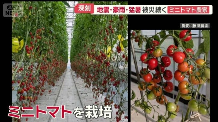 ハウスでミニトマトを栽培